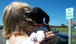 Mozart, a deaf hound mix puppy, at a relay transport point held by a driver